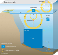 Ocean carbon cycle from GRID-Arendal_Ricardo Pravettoni - UNEP_GRID-Arendal, http://www.grida.no/resources/7555