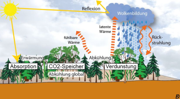 Abb. 3: Wichtige klimatische Effekte von Wald (Dieter Kasang, Klimawiki, 2011)