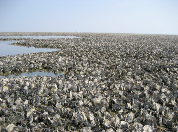 Abb. 9: Ein Riff der Pazifischen Auster (Crassostrea gigas) im Rückseitenwatt der Ostfriesischen Insel Juist (Foto: A. Wehrmann) (aus: Colijn und Fanger 2011)